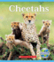 Cheetahs (Nature's Children) (Nature's Children, Fourth Series)