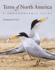 Terns of North America