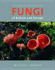 The Encyclopedia of Fungi: of Britain and Europe