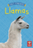Llamas Format: Paperback