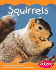 Squirrels (Nonfiction)