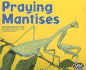 Praying Mantises