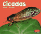 Cicadas