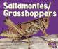 Saltamontes/Grasshoppers