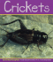 Crickets (Insects)