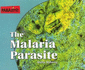 The Malaria Parasite (Parasites)