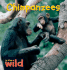 Chimpanzees