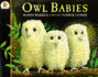 Owl Babies 1