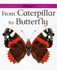 From Caterpillar to Butterfly (Lifecycles)