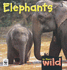 In the Wild: Elephants