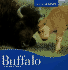 Buffalo (Animals Animals)