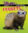 Ferrets: Cool Pets!