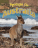 Spotlight on Australia (Spotlight on My Country)