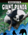 Giant Panda: Animals Back From the Brink (Bringing Back the)