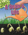 A Bean's Life (Crabtree Connections Level 1-Below-Average)