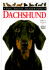 Dachshund