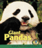 Giant Pandas (Early Bird Nature Books)