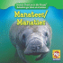 Manatees/Manaties (Animals That Live in the Ocean/Animales Que Viven En El Oceano) (English and Spanish Edition)