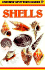 Usborne Spotter's Guides: Shells