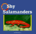 Shy Salamanders