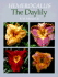Hemerocallis, the Daylily