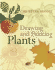 Drawing and Painting Plants