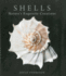 Shells Nature's Exquisite Creations