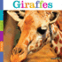 Seedlings: Giraffes