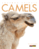 Camels