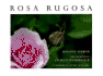 Rosa Rugosa