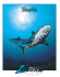 Sharks (Zoobooks Series)