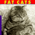 Fat Cats