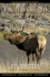 Elk Hunting 201: Big Bulls...Essentials for a Successful Hunt (Guide to Elk Hunting Trilogy)