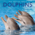 Dolphins: Amazing Pictures & Fun Facts on Animals in Nature