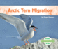 Arctic Tern Migration