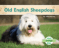 Old English Sheepdogs