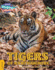 Looking for a Tiger, Gold Band