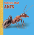 Fast Facts About Ants (Fast Facts About Insects and Spiders)