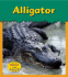 Alligator