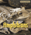 Amphibians (Animal Babies)