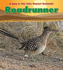 Roadrunner (Day in the Life. Desert Animals)