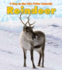 Reindeer (Day in the Life. Polar Animals)