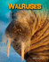 Walruses (Living in the Wild: Sea Mammals)