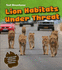Lion Habitats Under Threat: a Cause and Effect Text (Text Structures)
