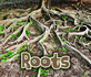 All About Roots (All About Plants)