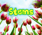 All About Stems (All About Plants)