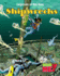 Shipwrecks (Legends of the Sea)