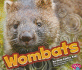 Wombats