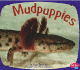 Mudpuppies