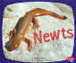 Newts (Amphibians)